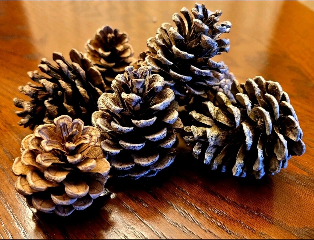 Over 3 Pounds Of Natural Pine Cones For Crafts, Rustic Decor, and Crafting 3″-5″