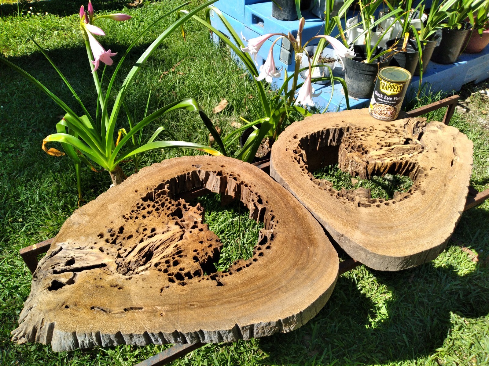 2 Slabs 2″ THICK Bookmatched Returns Accepted! Authentic Pecky Sinker Cypress