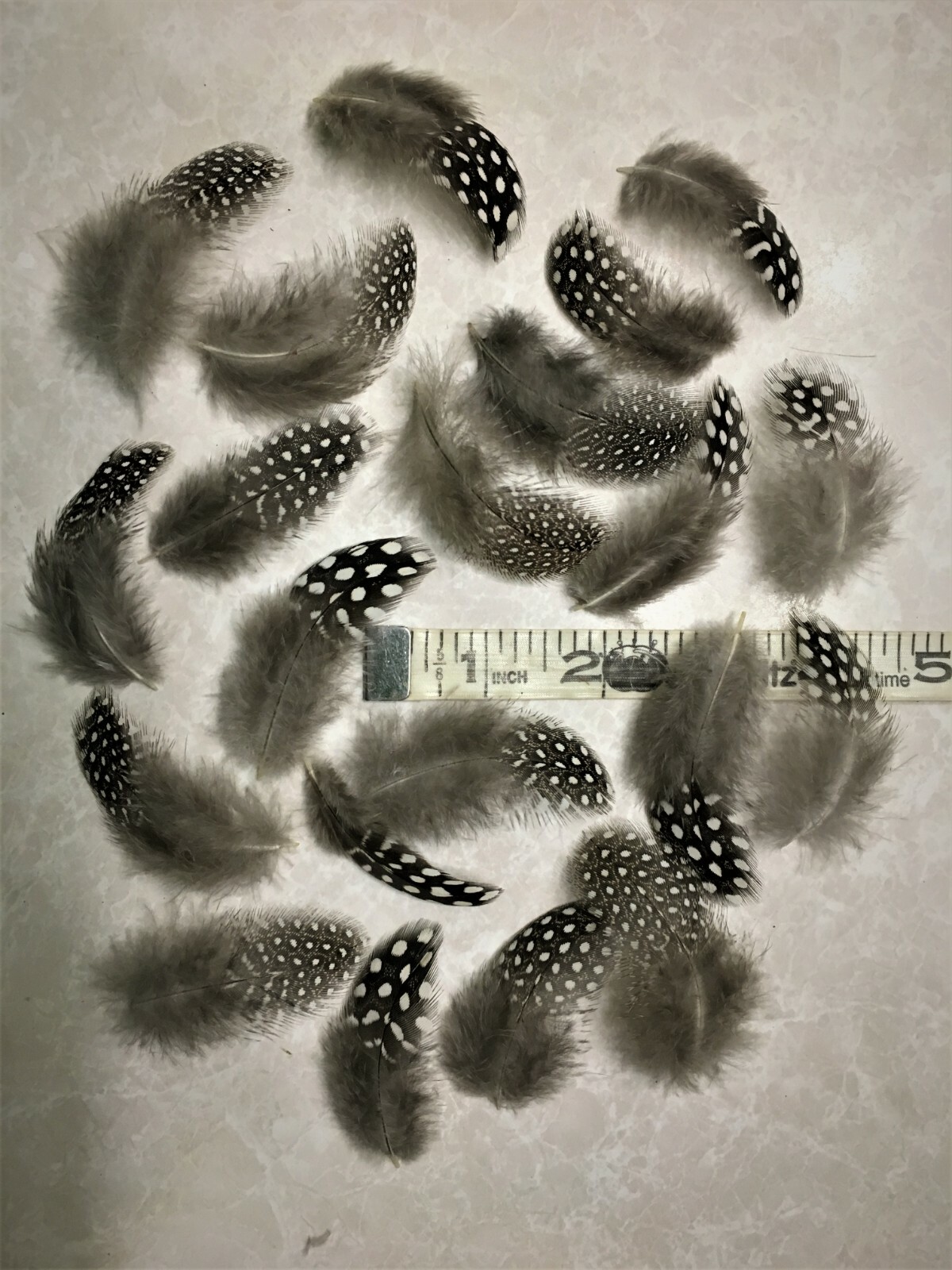 Small Natural Guinea Fowl Feathers 2″ +/- Cruelty-Free 24pc