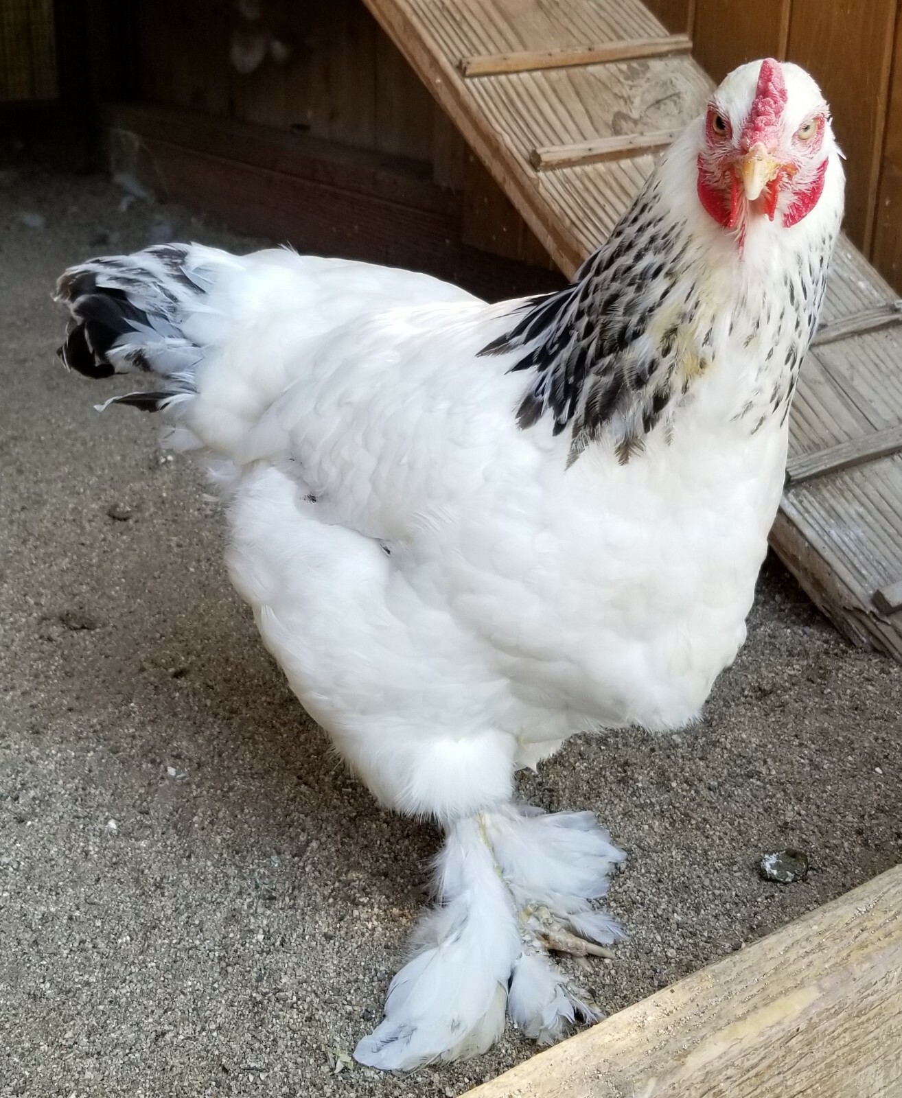 50 Natural Light Brahma Chicken Body Feathers Cruelty-Free USA Mostly White
