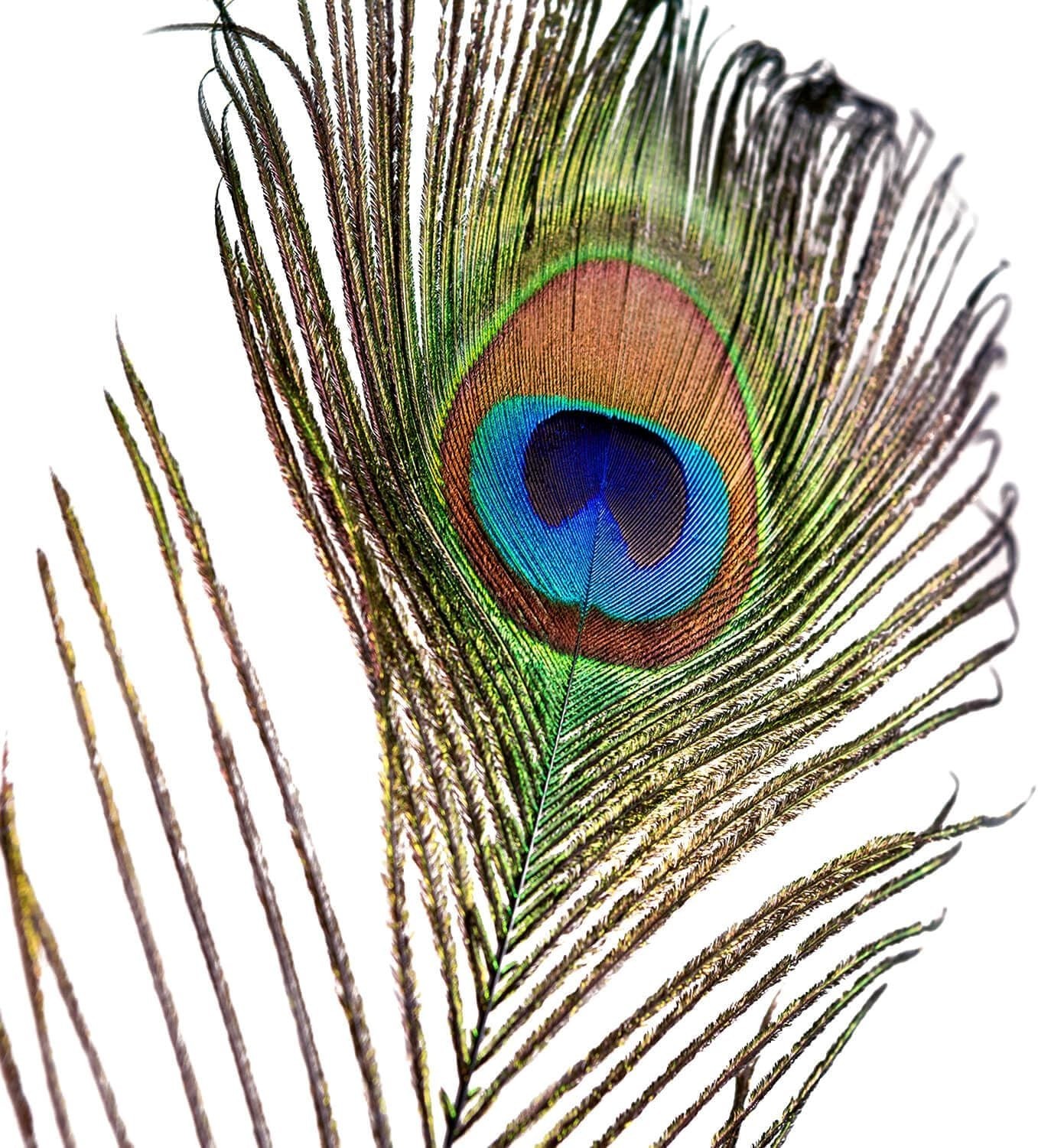 Bulk 200pc Peacock Feathers 10-12″ Cruelty-Free Natural Craft Decoration