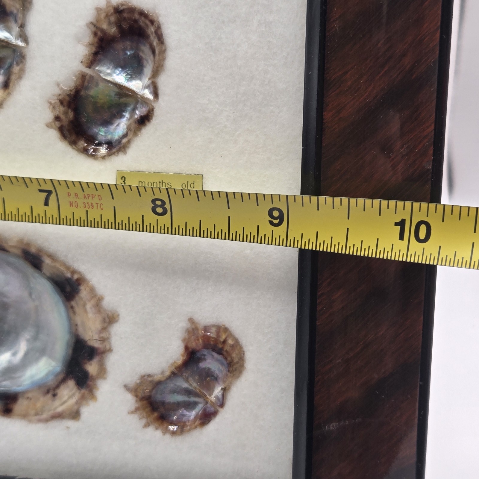 VINTAGE FRAMED CULTURED AKOYA PEARLS & SHELLS JAPANESE OYSTER GROWTH DISPLAY