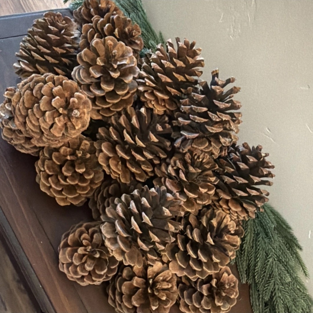Over 3 Pounds Of Natural Pine Cones For Crafts, Rustic Decor, and Crafting 3″-5″