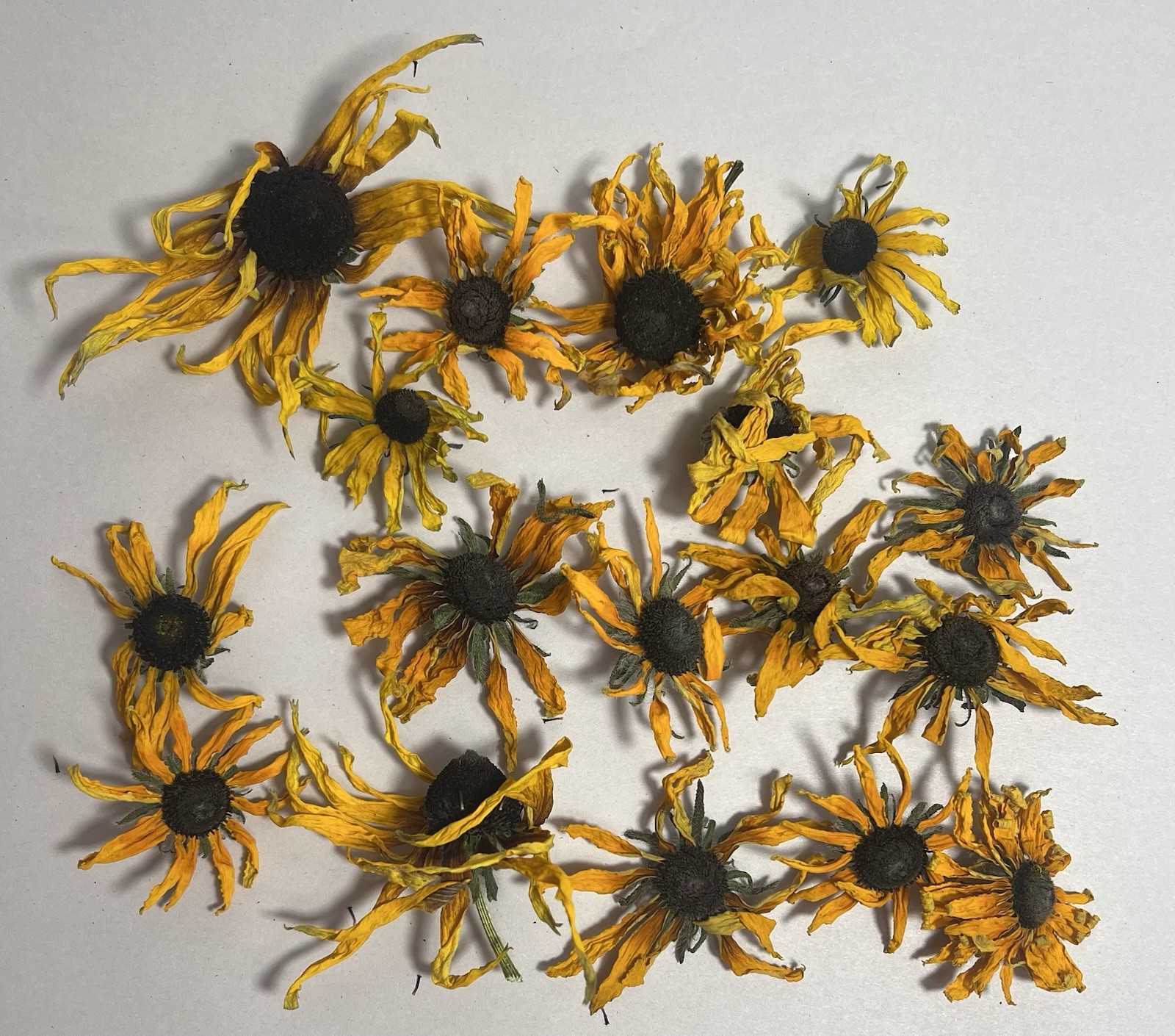 Dried Blacked Eyed Susan Flower Heads Decor Project Crafting Seeds