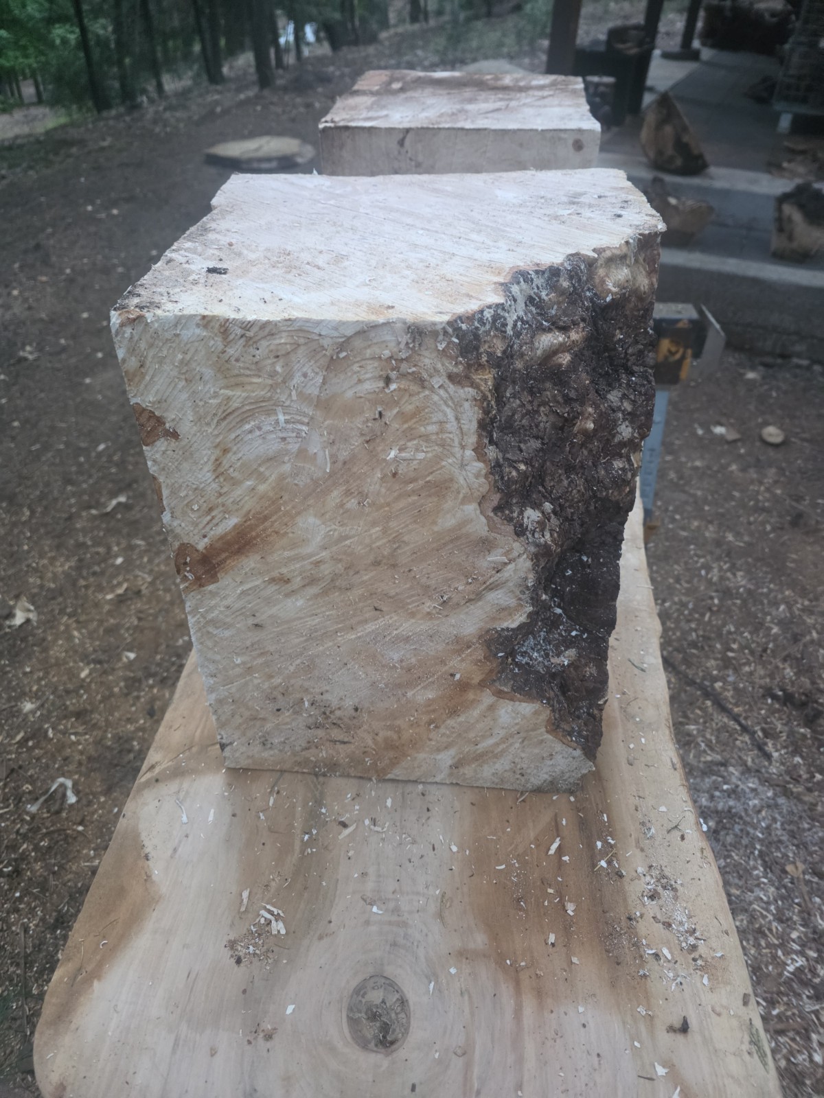 Last One. Birdseye Maple Bowl Blanks Rough 16x12x12 C114-BEM