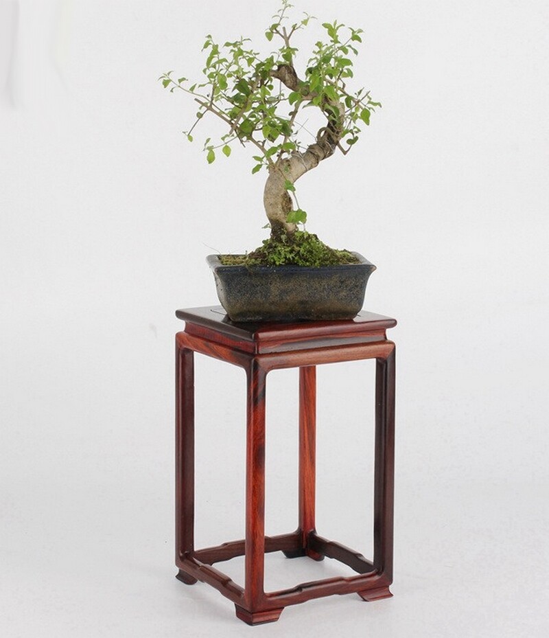 10″ Rosewood Carved Pedestal Display Square Stand Rack Vase Bonsai Statue Base