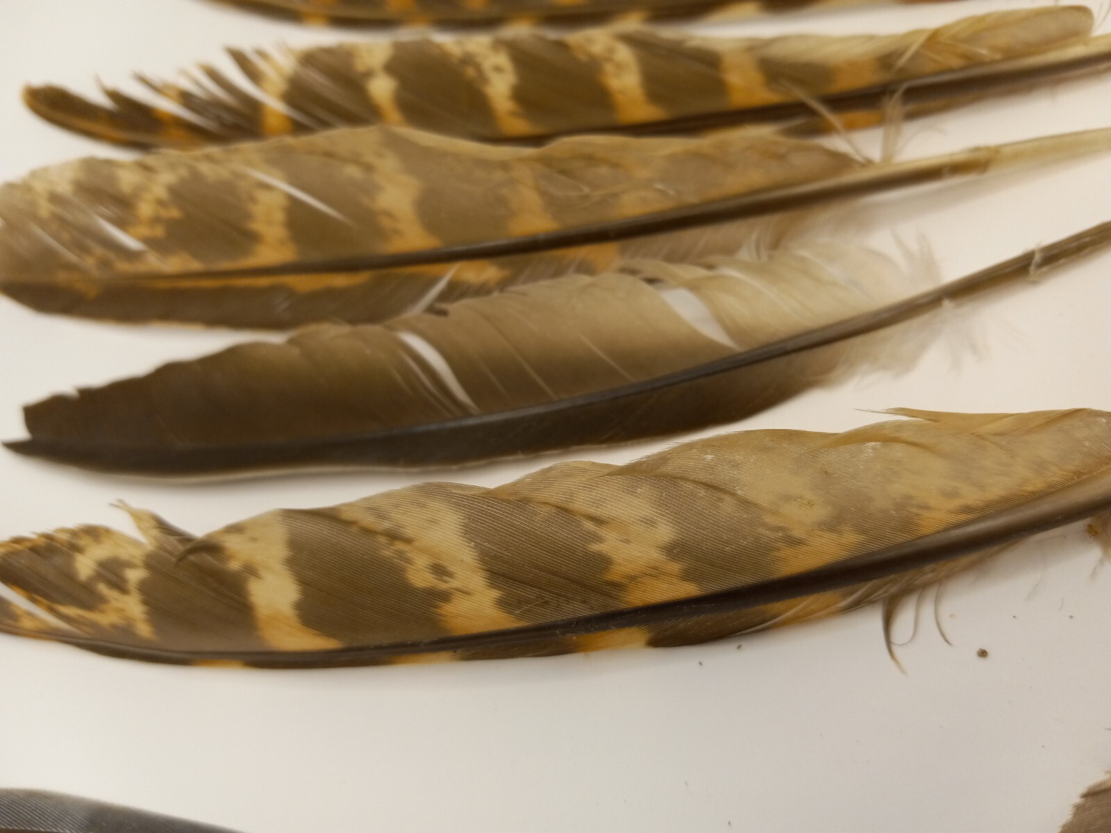 cruelty free found PHEASANT and other Natural Feathers