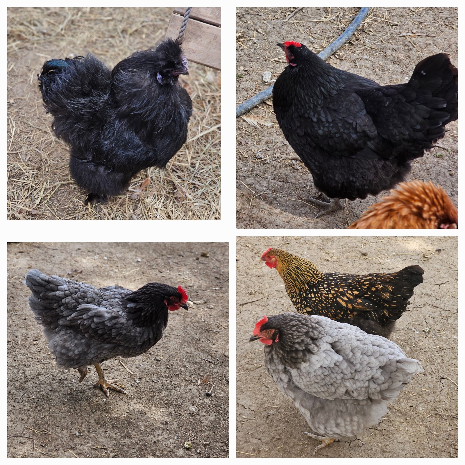 Chicken Rooster + Other feathers, Craft Fly Tying Jewelry! Now, MORE FEATHERS!