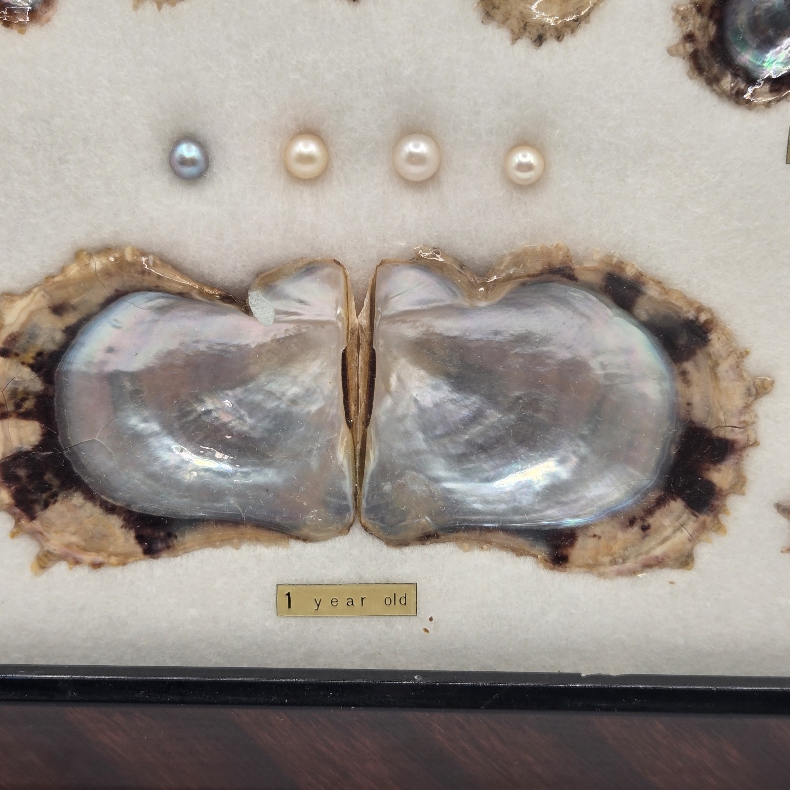 VINTAGE FRAMED CULTURED AKOYA PEARLS & SHELLS JAPANESE OYSTER GROWTH DISPLAY