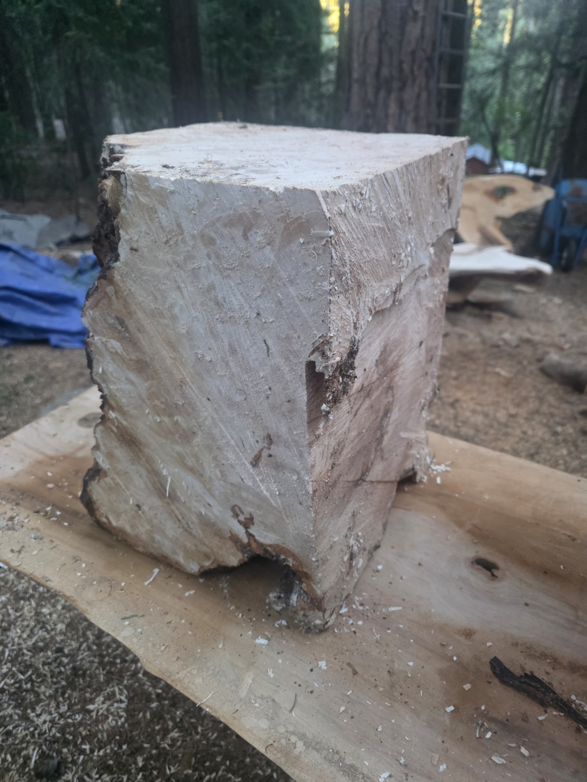 Last One. Birdseye Maple Bowl Blanks Rough 16x12x12 C114-BEM