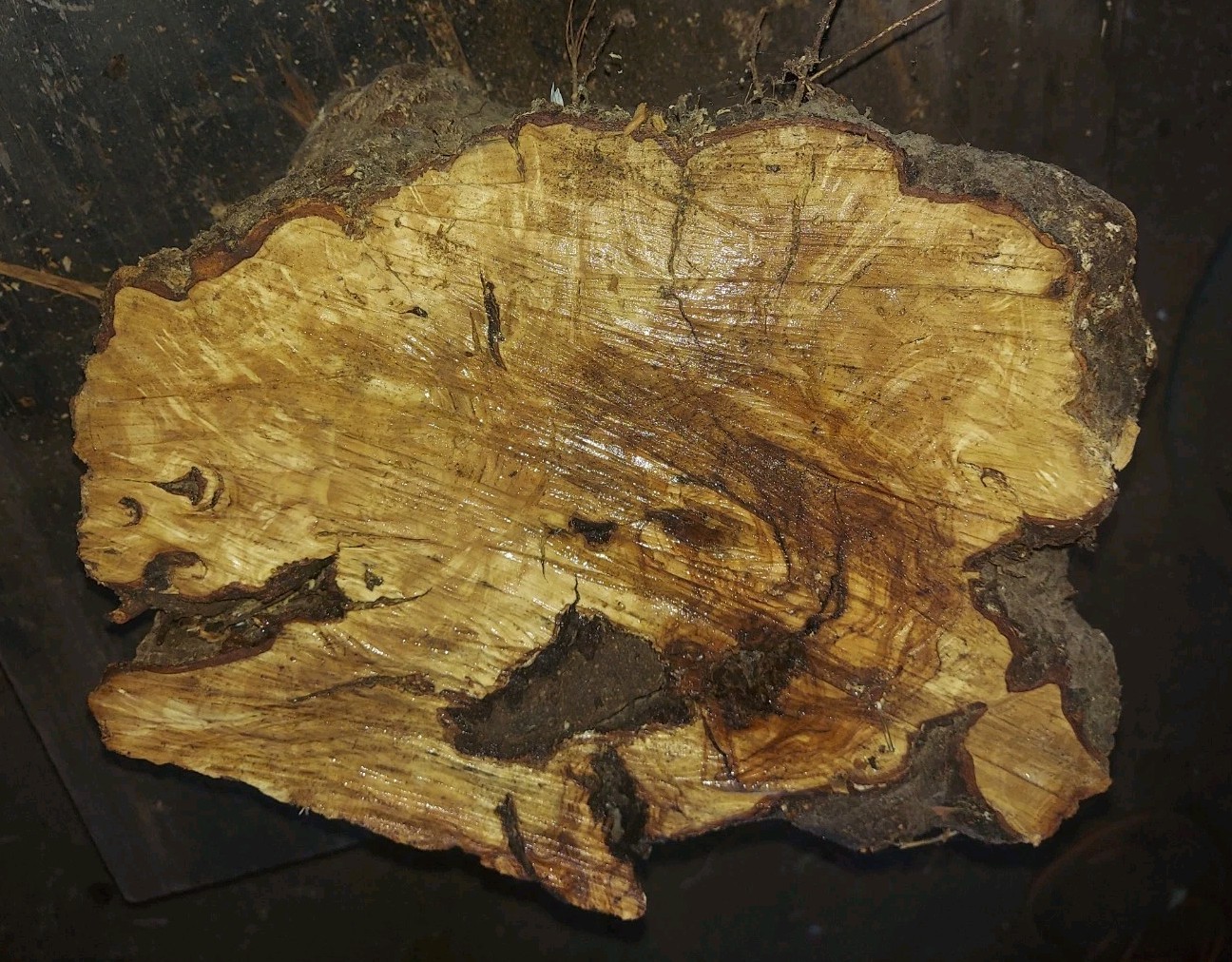 Olive Burl Wood Bowl Blank 14x10x10″ Beautiful Figure Hardwood Turn Carve