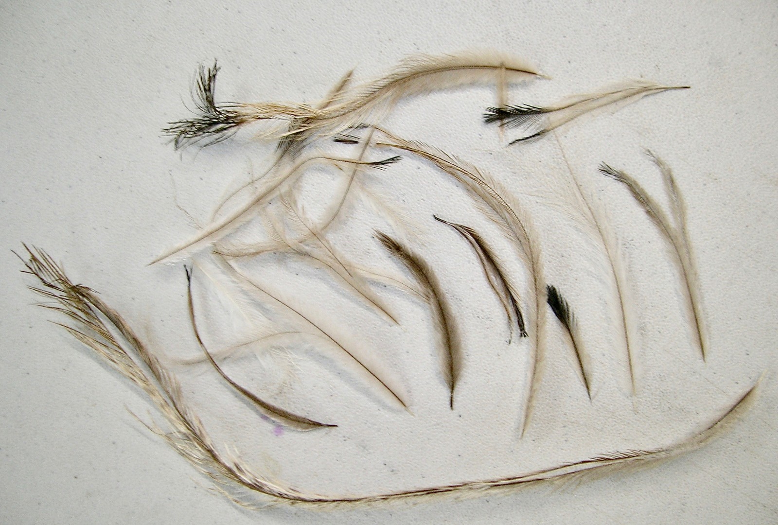 Over 500 mixed Emu Feathers. Natural color. 2″ to over 12″ long. Art & Crafts