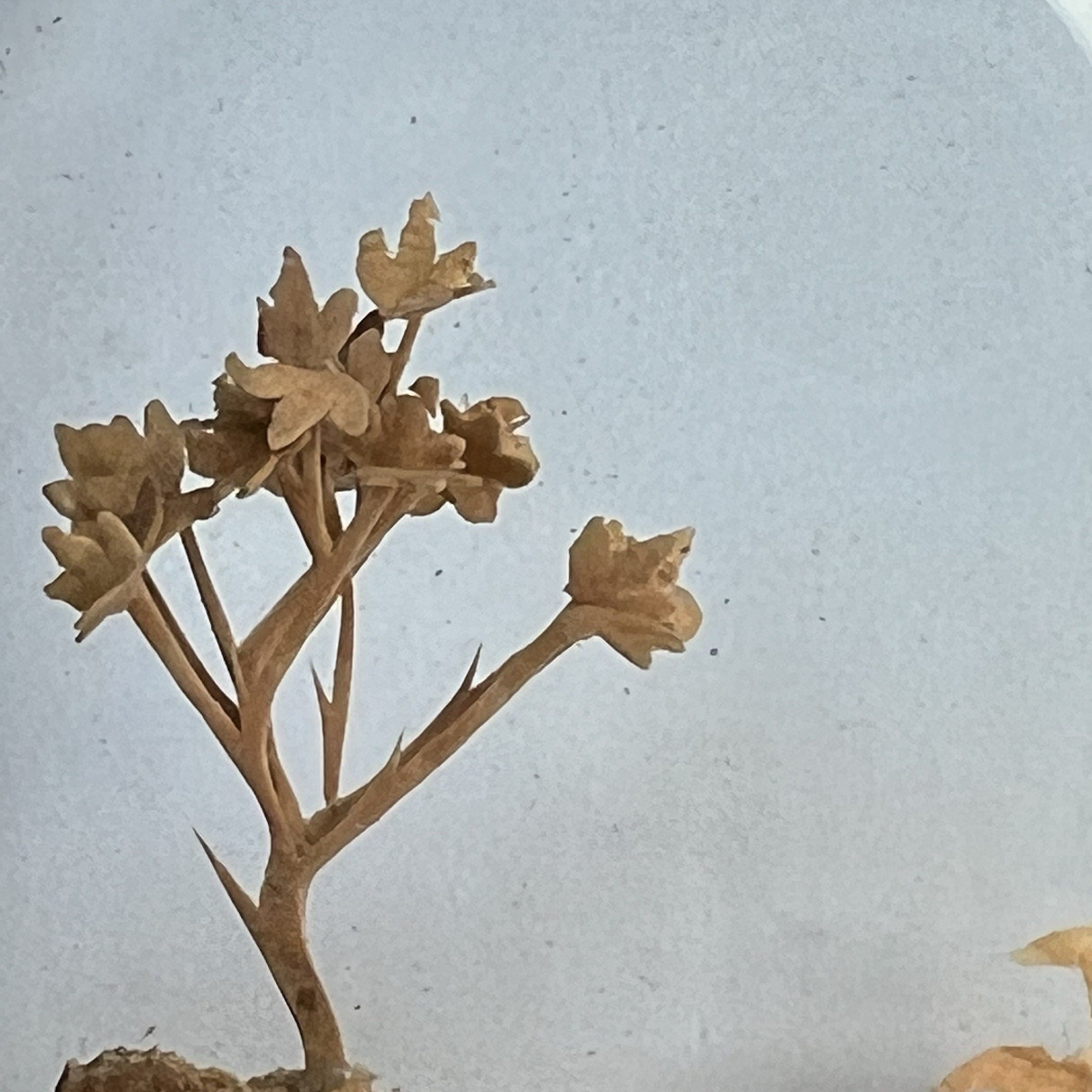 Vtg San Diorama Cork HandCarved W/ Pagoda Trees & Cranes In Glass Case 6X7”