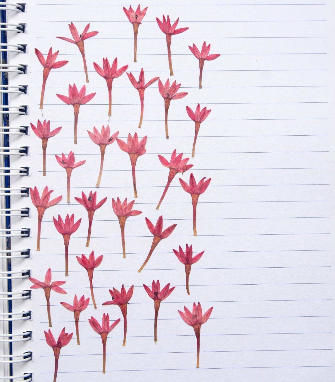 Purple Lotus Pressed Flowers with Stems Organic DIY Floral Arts Resin Materials