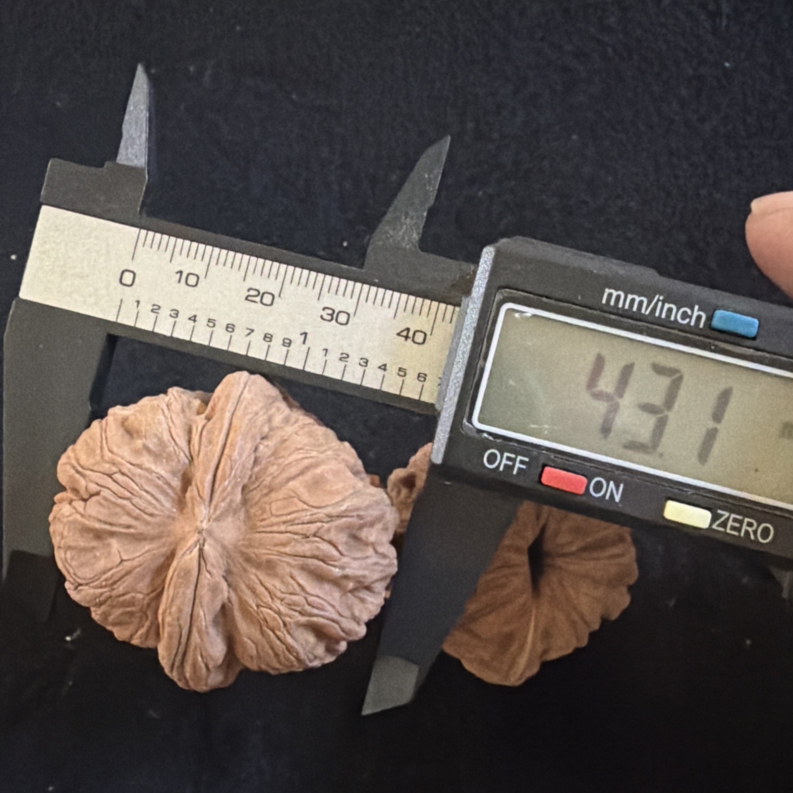 文玩核桃 Ornamental Walnut · Chinese Pocket Curio 2026年新开，精配对无修无打底，#192