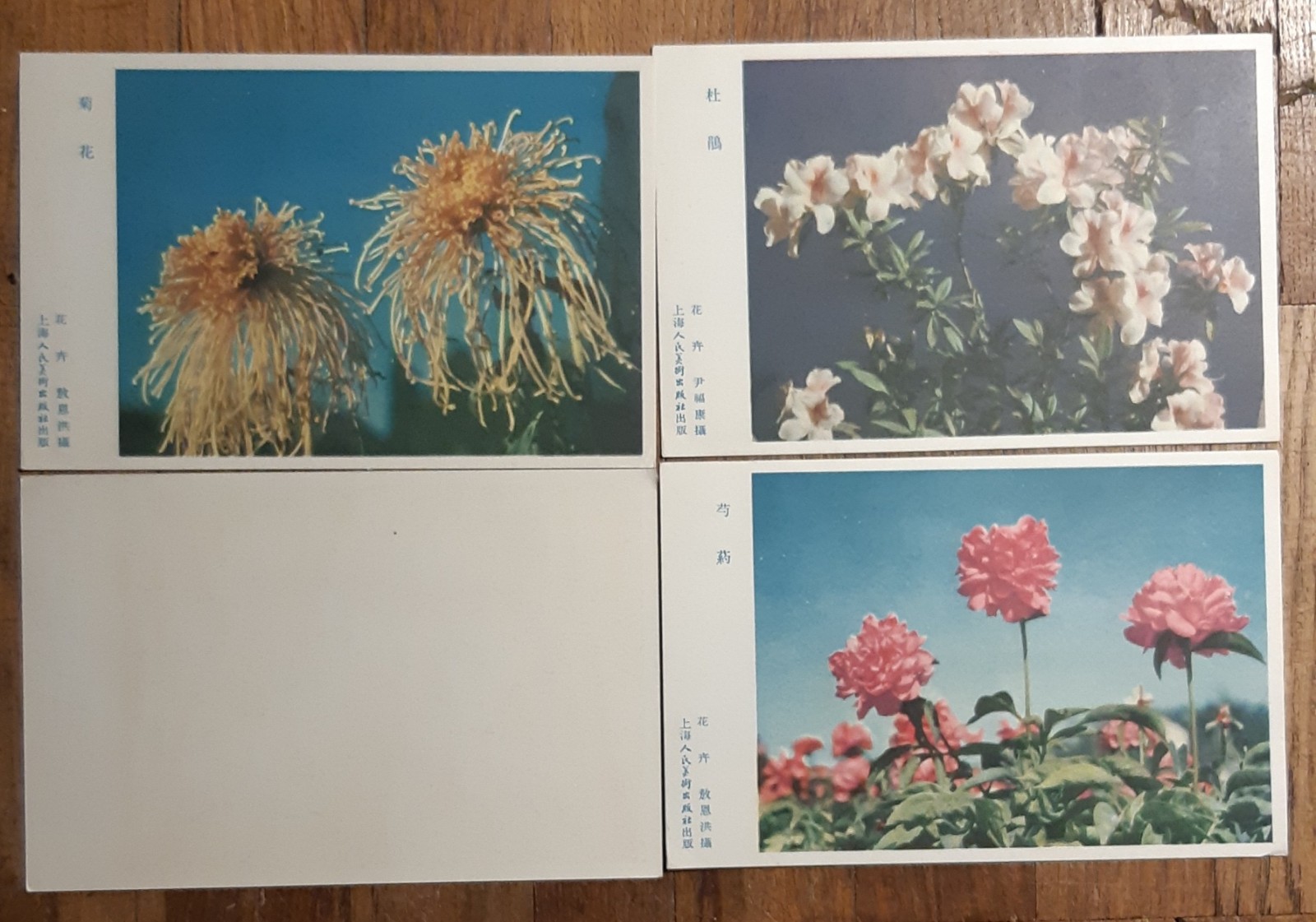 Chinese POST CARD Set 11 Photo Card China Chrysanthemum VTG Flower Chrysanthemum