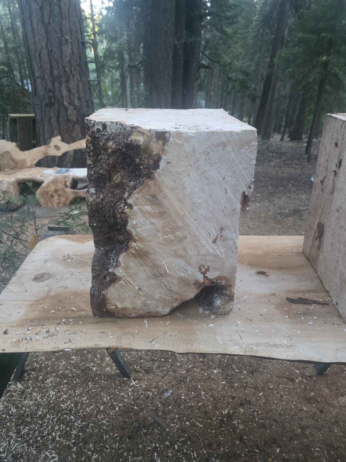 Last One. Birdseye Maple Bowl Blanks Rough 16x12x12 C114-BEM