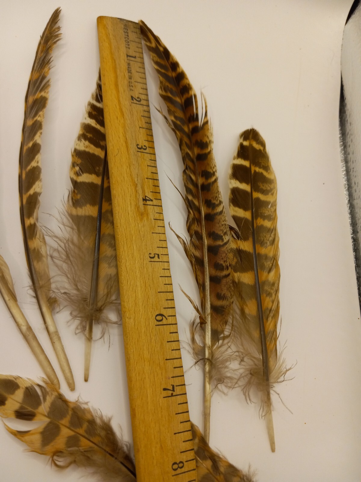 cruelty free found PHEASANT and other Natural Feathers