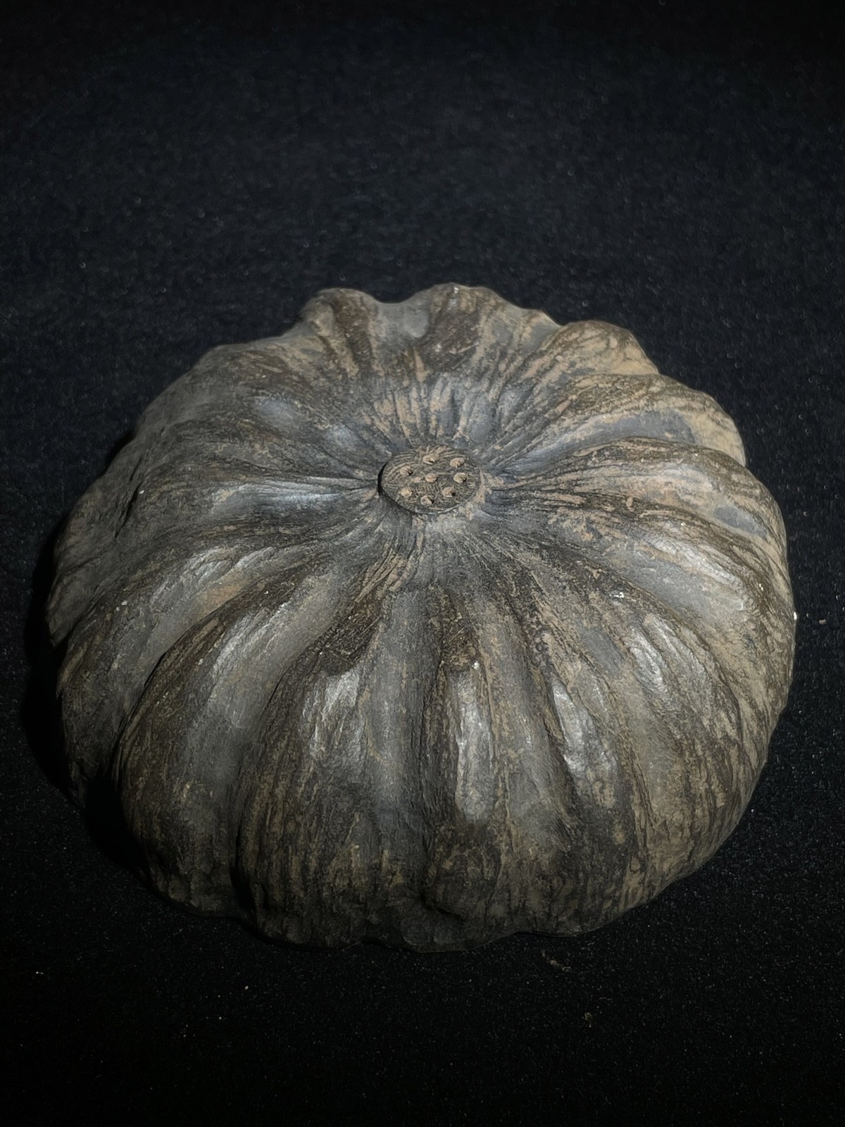 4.5″ Collect Chinese Duan Stone Hand-Carved “Lotus Pod” Design Inkstone