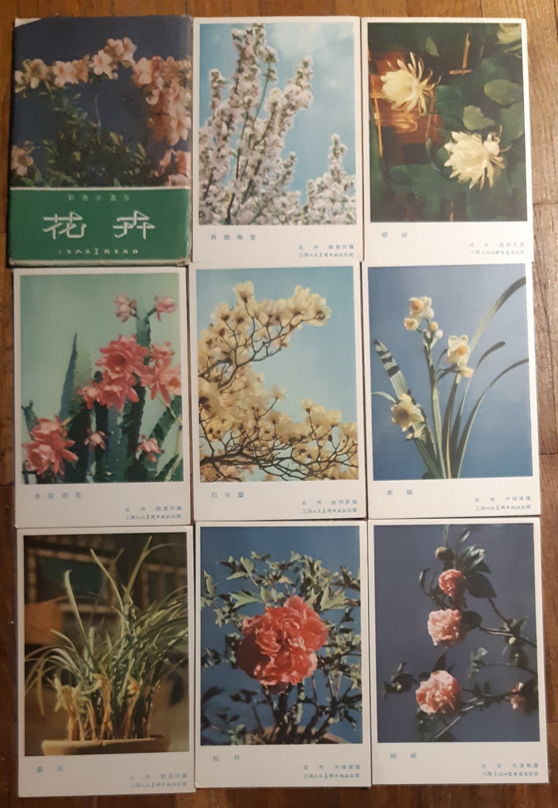 Chinese POST CARD Set 11 Photo Card China Chrysanthemum VTG Flower Chrysanthemum