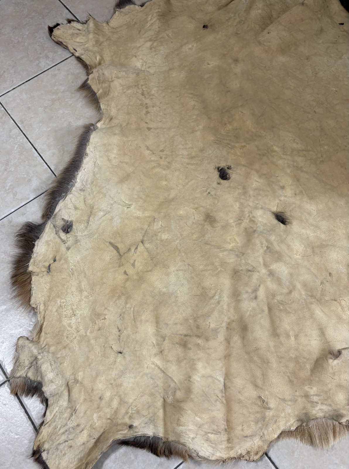 Beautiful Tanned Elk Hide w/Winter Coat 60″ X 45″ Montana, USA