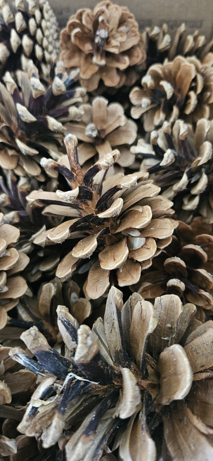 Over 3 Pounds Of Natural Pine Cones For Crafts, Rustic Decor, and Crafting 3″-5″