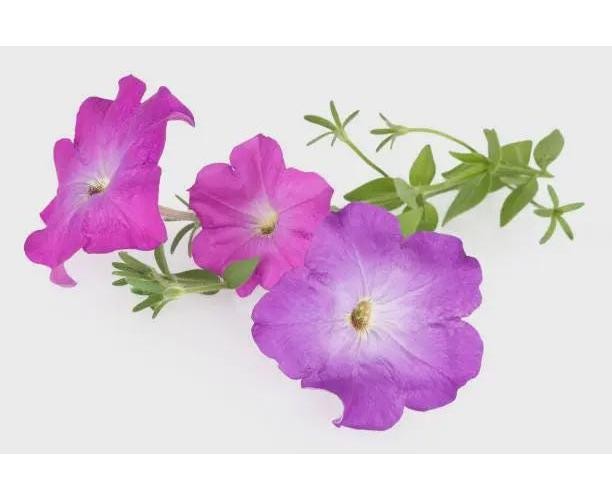 Petunia Seeds | Annual Flower Mix for Hanging Baskets or Garden Beds