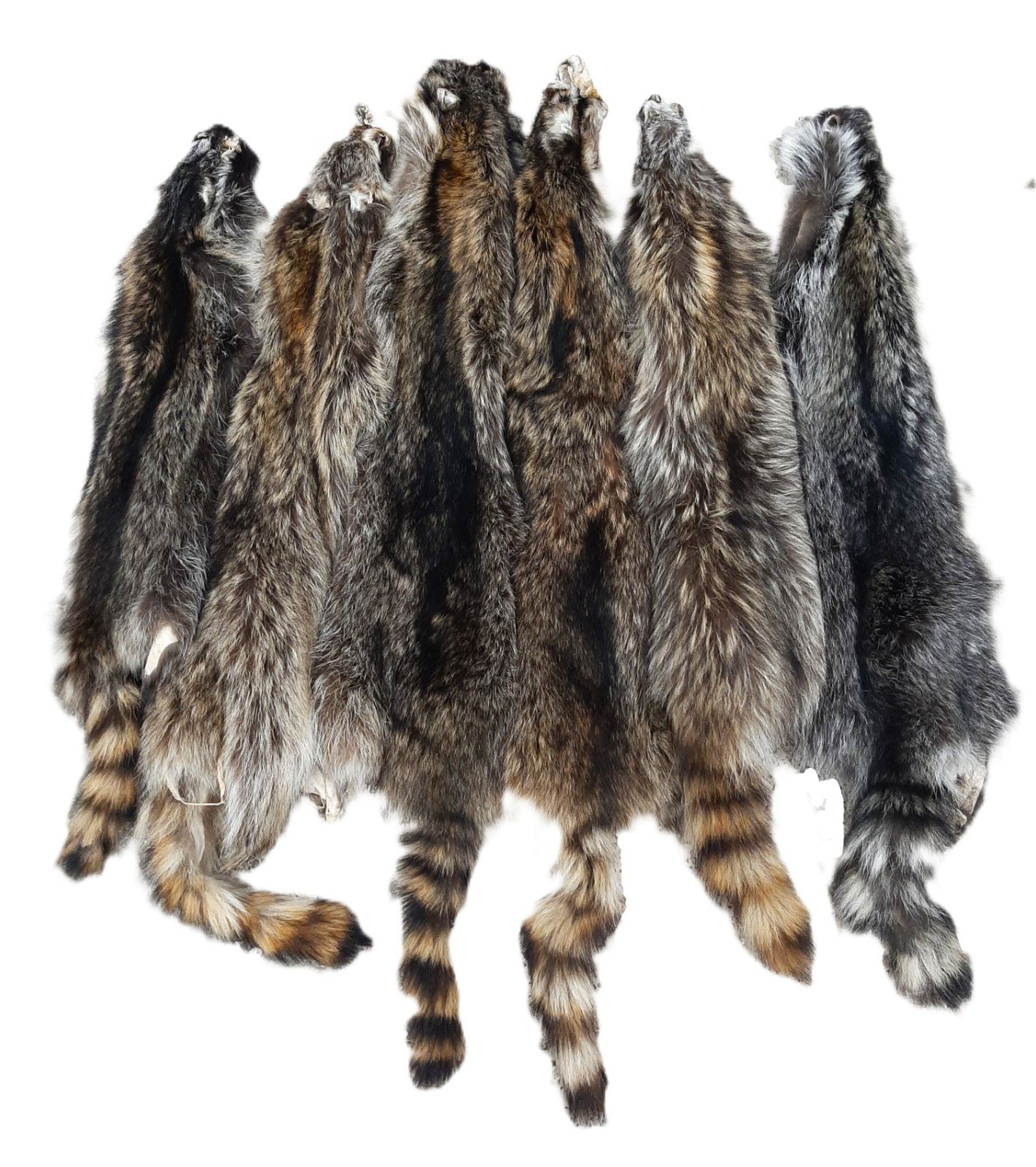 Soft Tanned Raccoon, Imperfect Grade, Well Furred