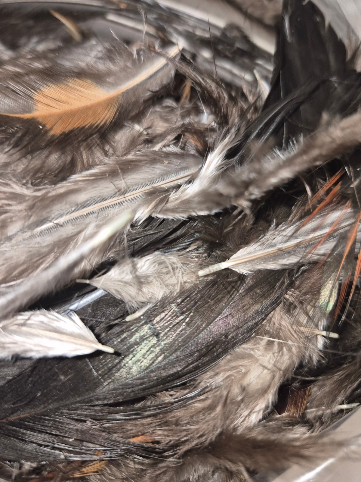 Craft feathers, naturally and ethically sourced, size and color may vary.