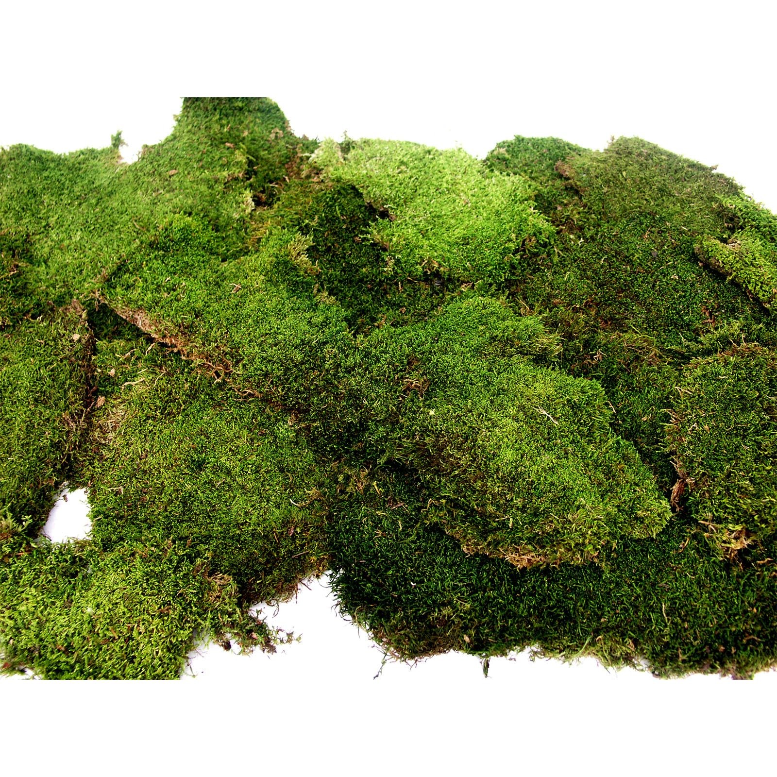 (21485) Sheet Moss – Flat Moss for Plants, Terrariums, Wedding Decor & Crafts…