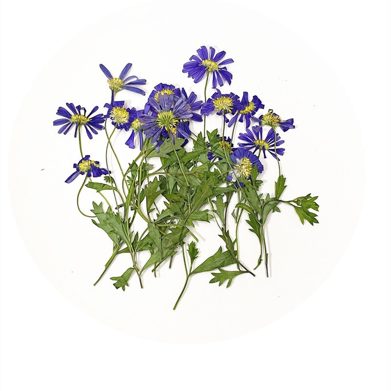 12PCS Real Pressed Dry Daisy with leaves stem for art Craft FHT08