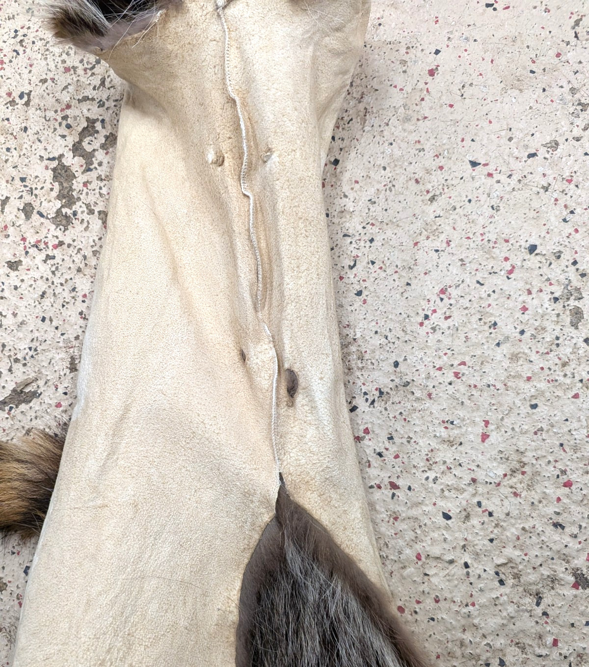 Soft Tanned Raccoon, Imperfect Grade, Well Furred