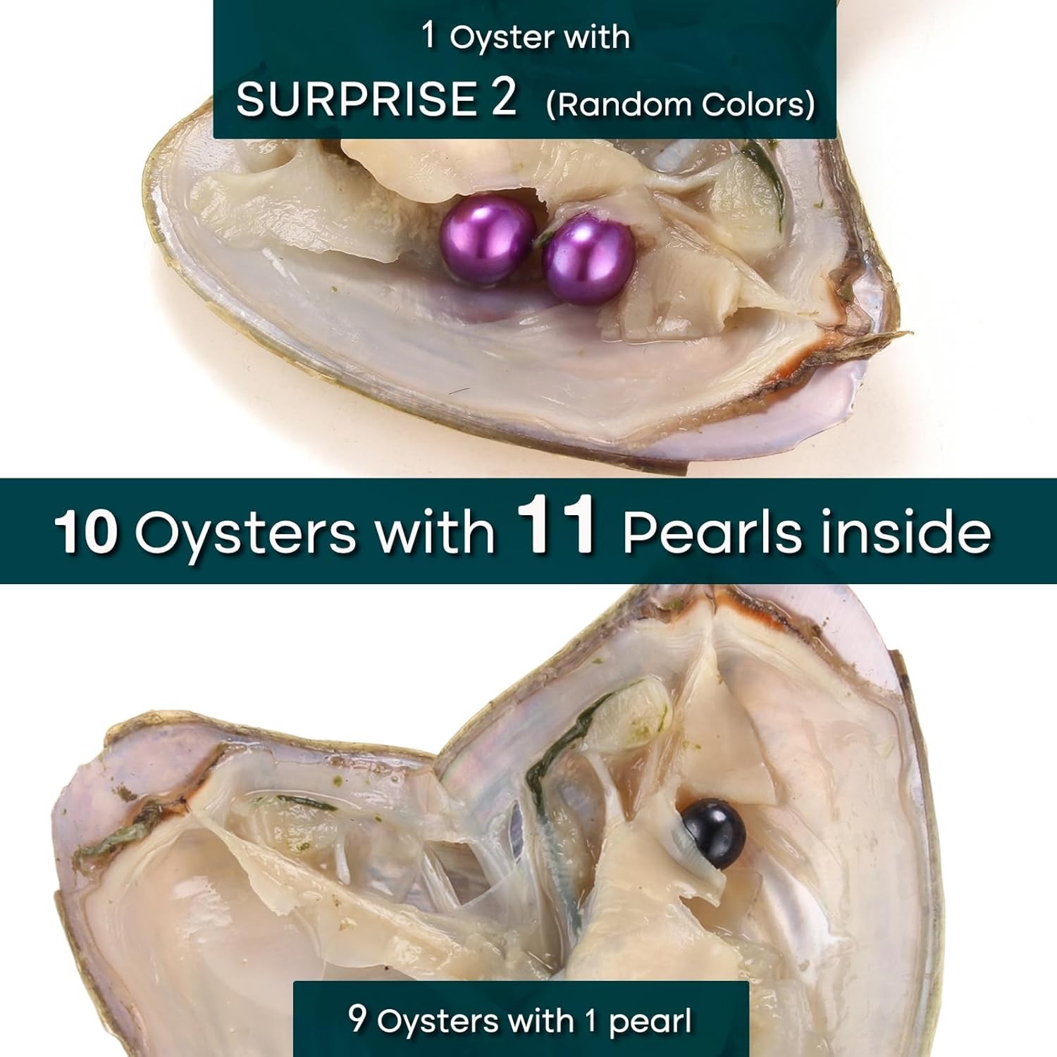 10PC Oyster with round Pearl inside Meaningful Color Freshwater Cultured Oyster