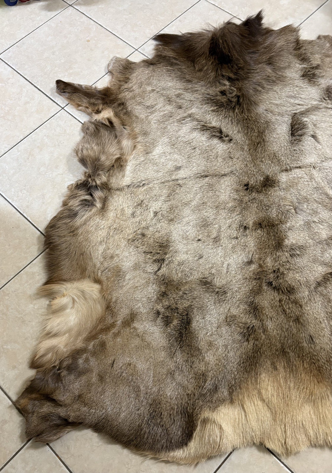 Beautiful Tanned Elk Hide w/Winter Coat 60″ X 45″ Montana, USA