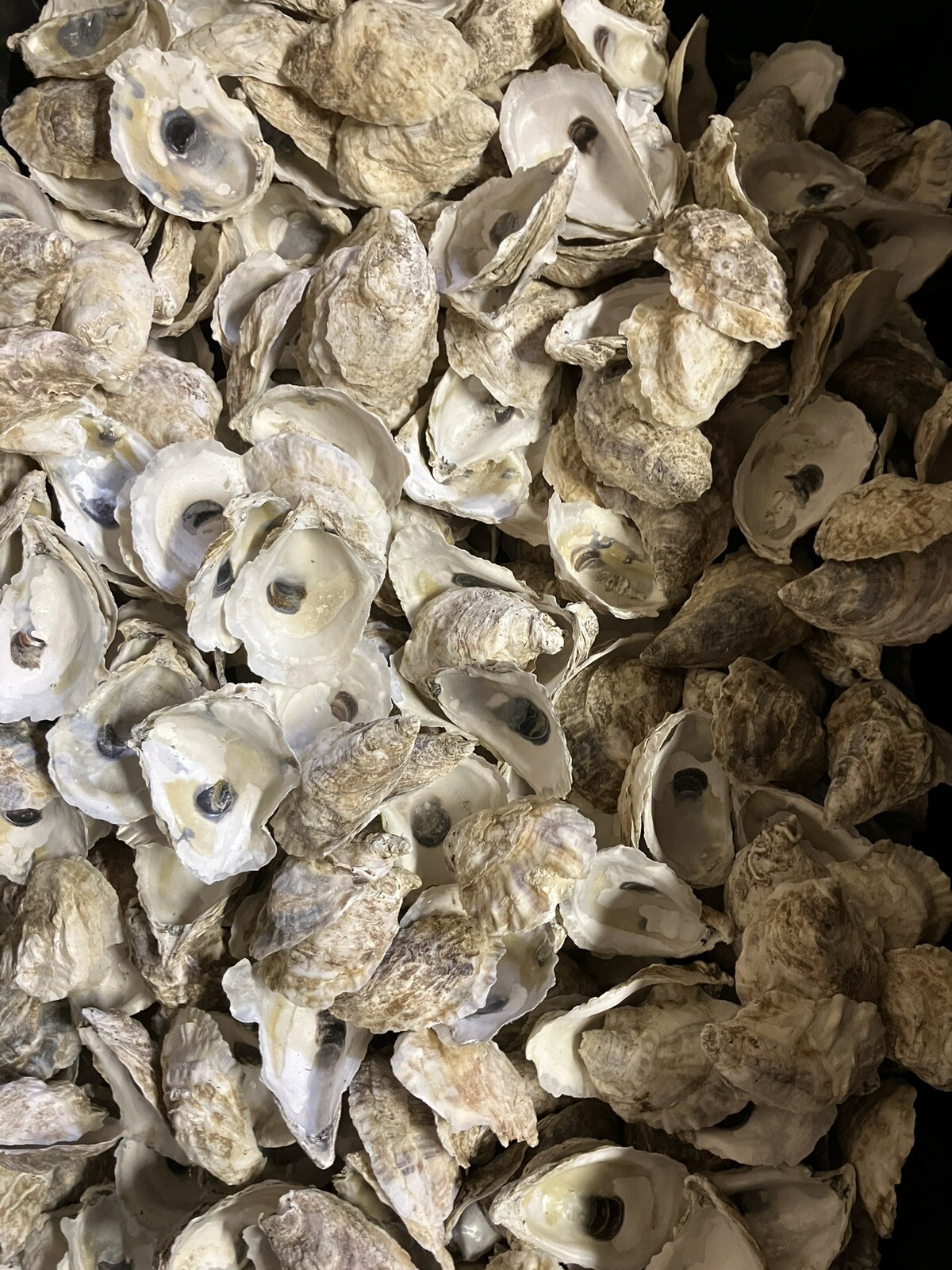 Oyster Shells Cups Sanitized 3 Inches Avg. Size (100 Count Bag )