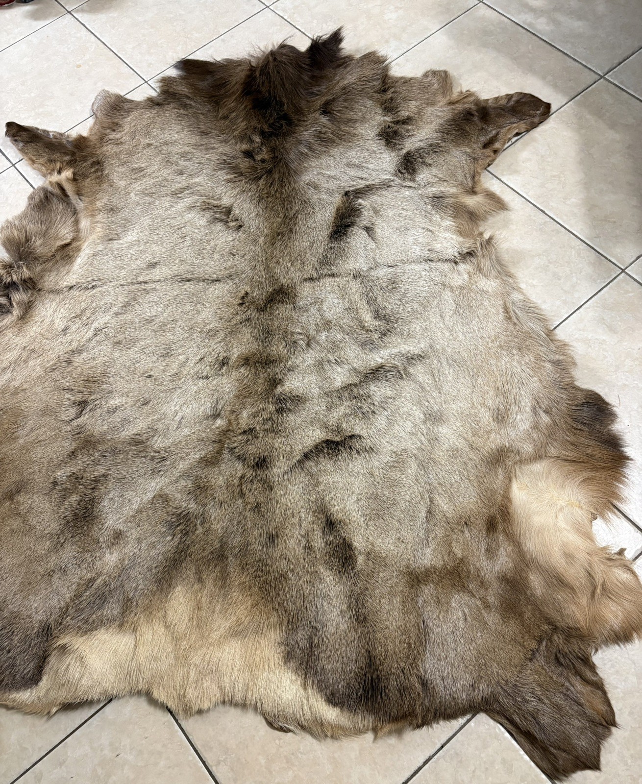 Beautiful Tanned Elk Hide w/Winter Coat 60″ X 45″ Montana, USA