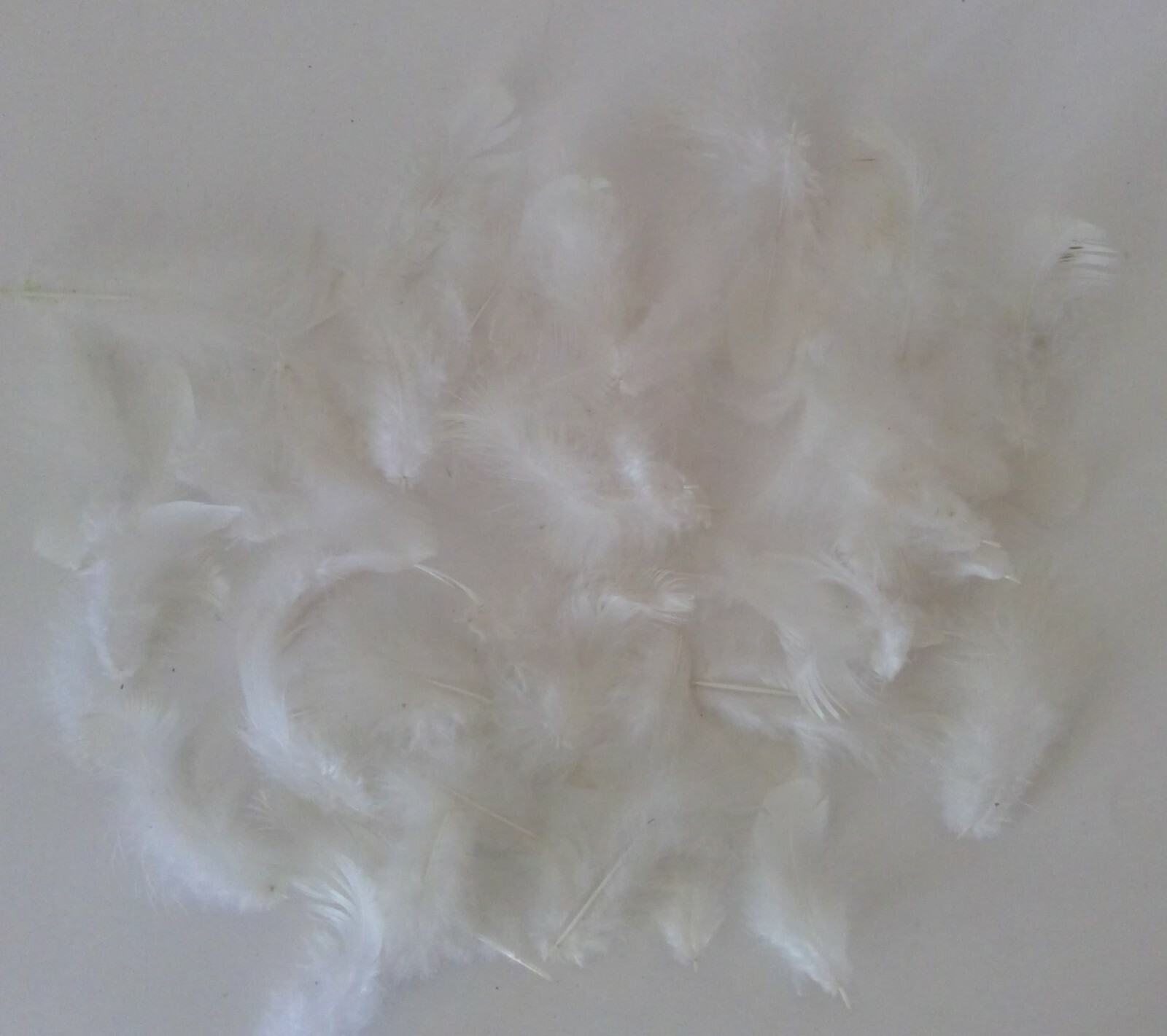 50 Natural Light Brahma Chicken Body Feathers Cruelty-Free USA Mostly White