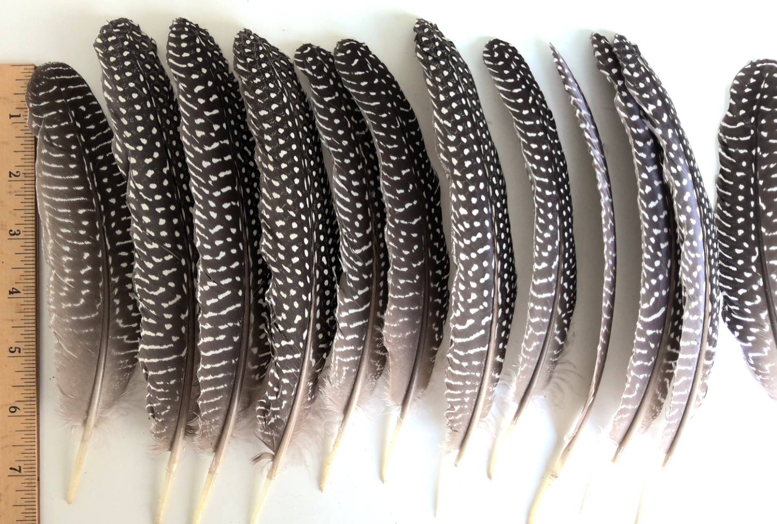 Lot of 19 Pearl Guinea Fowl Wing Tail Quill Feathers 7″ – 9″ Cruelty-Free USA #1