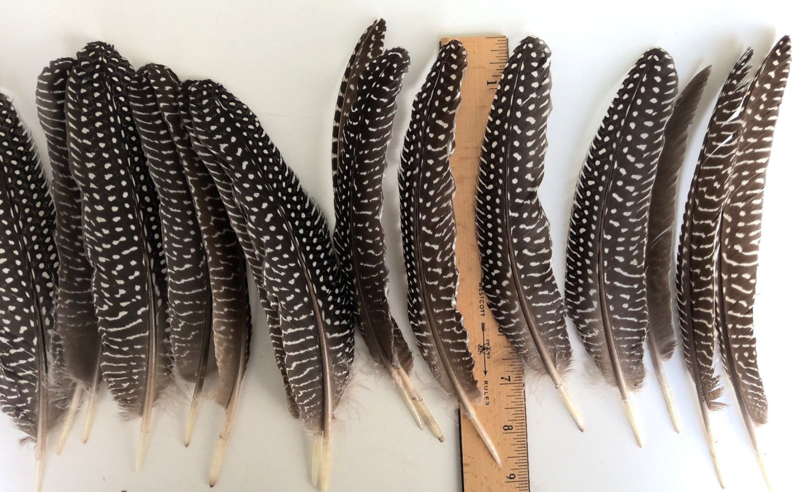 Lot of 19 Pearl Guinea Fowl Wing Tail Quill Feathers 7″ – 9″ Cruelty-Free USA #1