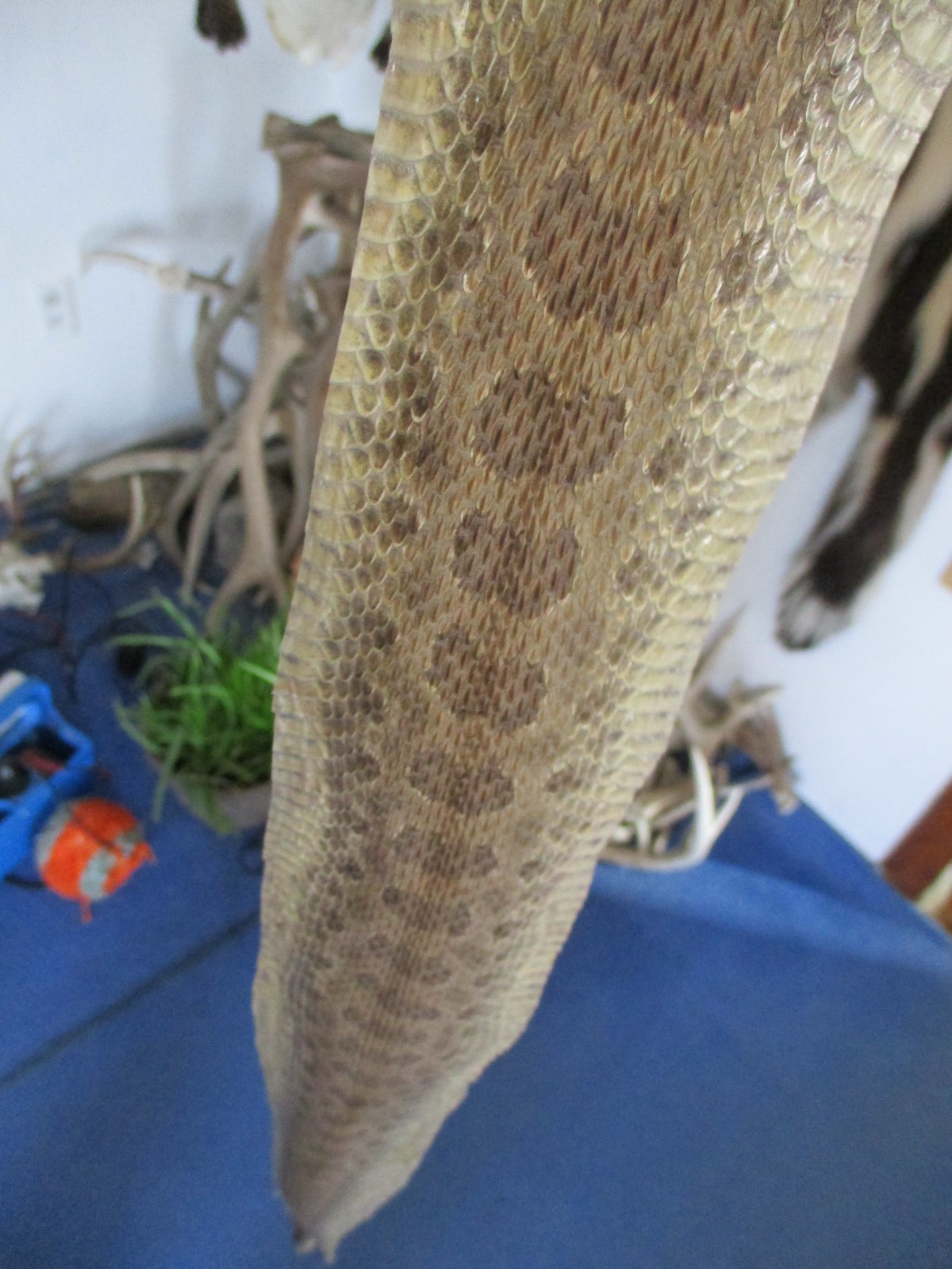rattlesnake skin prairie rattle snake hide DRY TANNED wrap pen blanks 37 in. H2