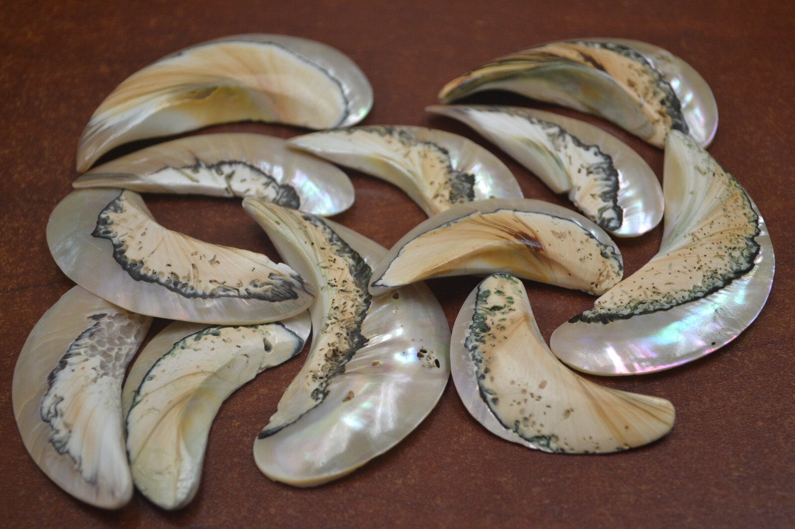12 PCS SOUTH AFRICA SARMATICUS PEARL BLANK SHELL PENDANTS 2″ – 2 1/2″