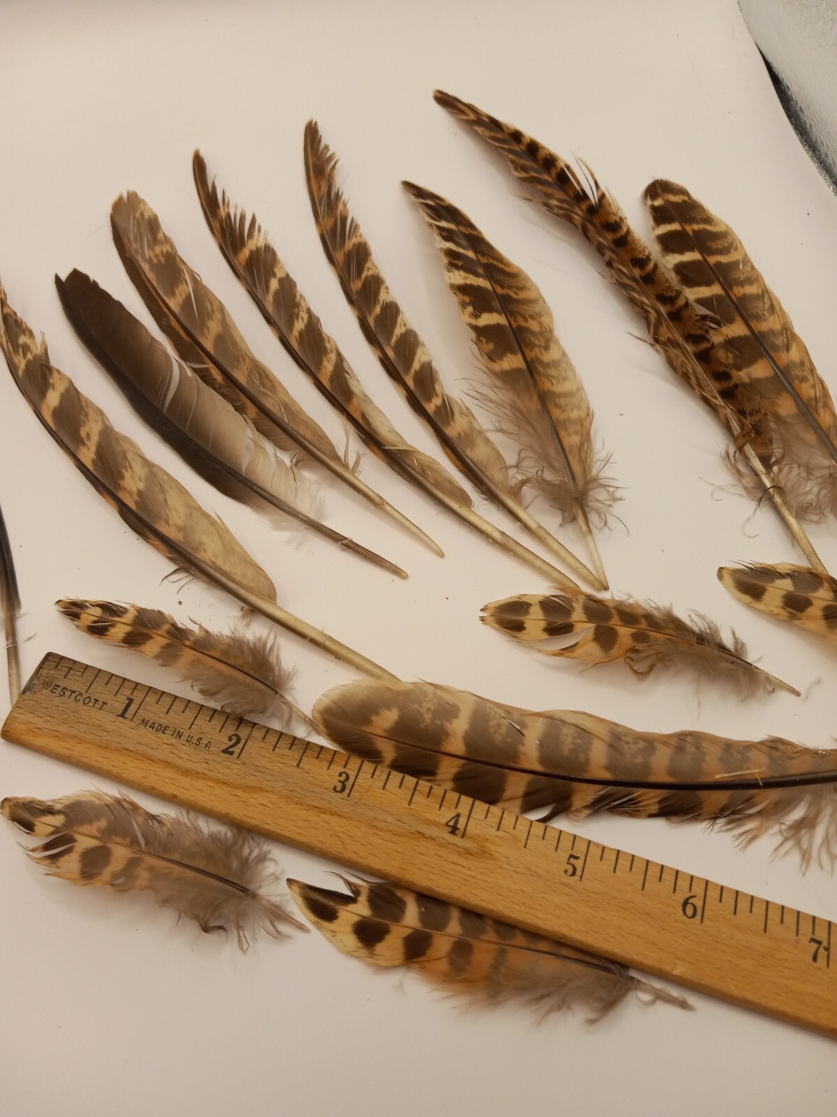 cruelty free found PHEASANT and other Natural Feathers