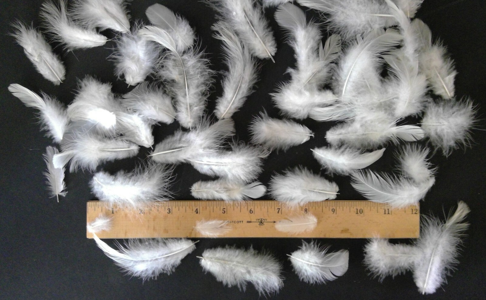 50 Natural Light Brahma Chicken Body Feathers Cruelty-Free USA Mostly White