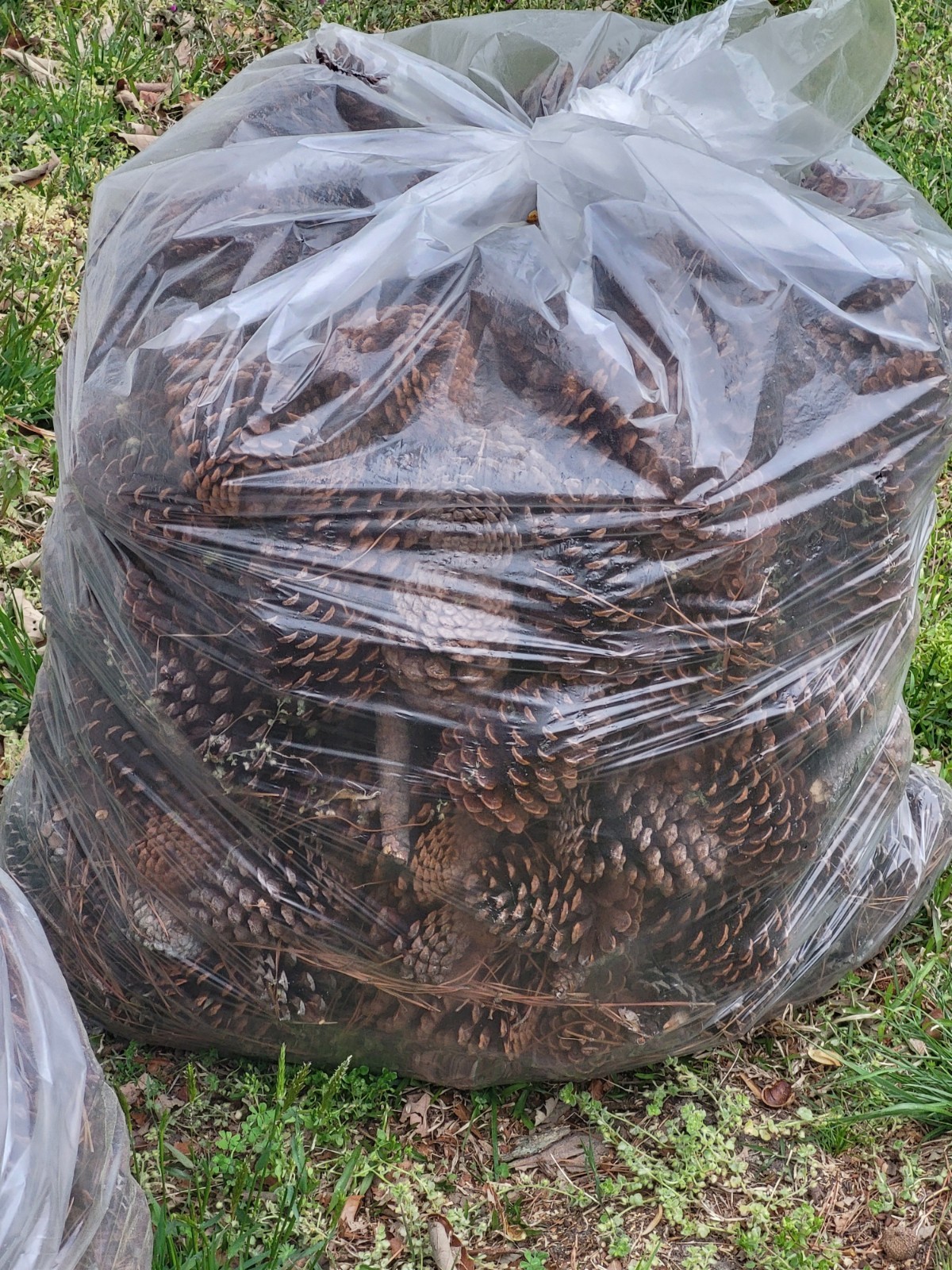 ponderosa Pinecones 3-7.5 Inches