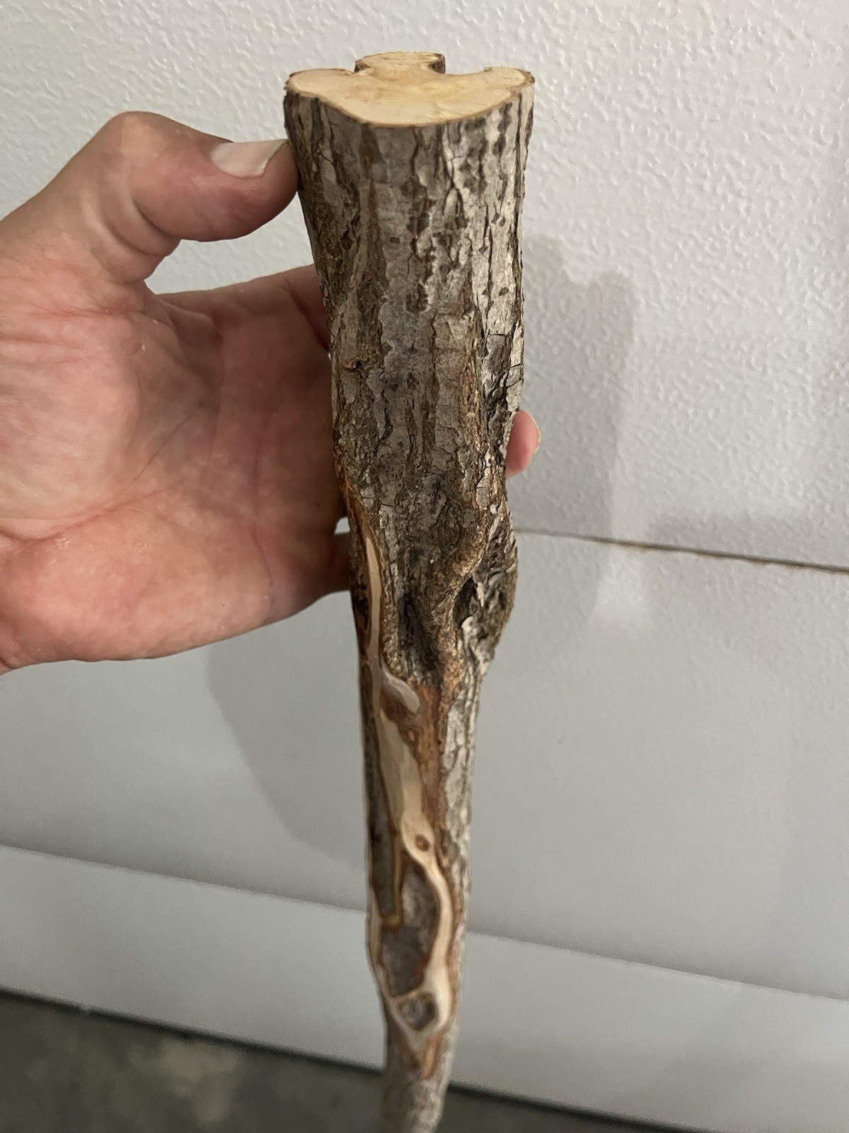 Diamond Willow Cane (You Carve 💎s): 46″ Walking Stick, Twisted wood, Colorful