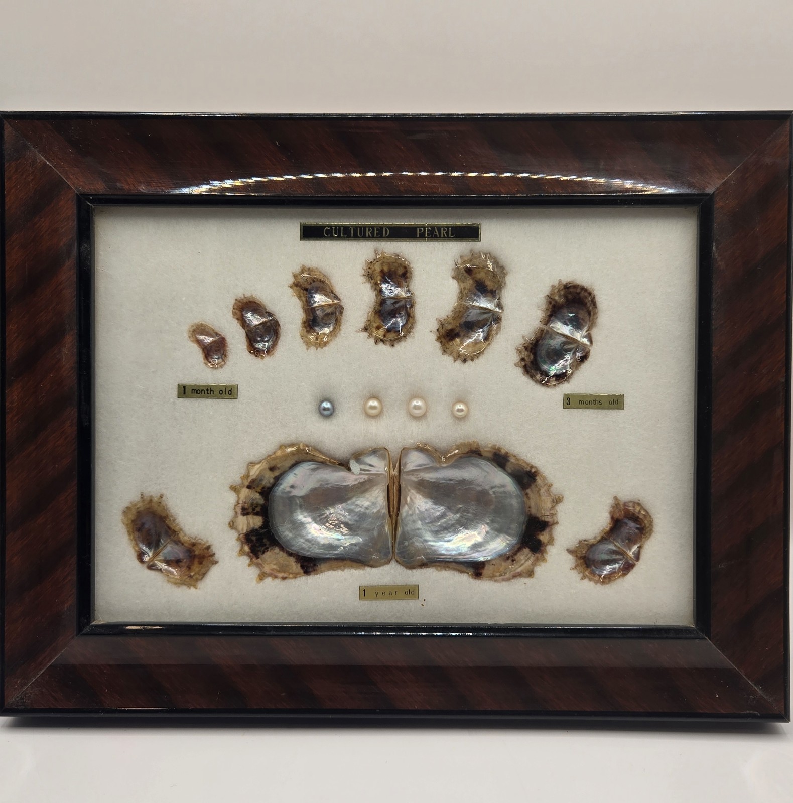 VINTAGE FRAMED CULTURED AKOYA PEARLS & SHELLS JAPANESE OYSTER GROWTH DISPLAY