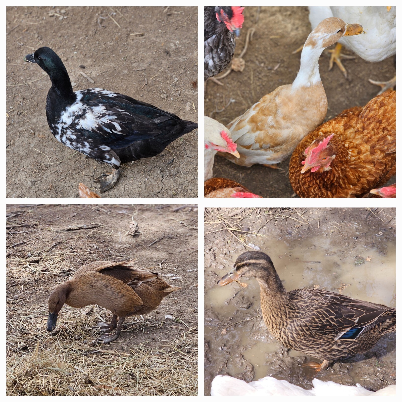 Chicken Rooster + Other feathers, Craft Fly Tying Jewelry! Now, MORE FEATHERS!