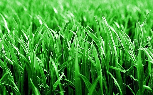 4 oz Candle Scent Oil-FRESH CUT GRASS