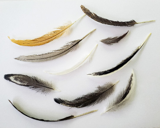 Set of 10 Natural Feathers, Ethically Sourced, Free-Range Flock, Cleaned, Random