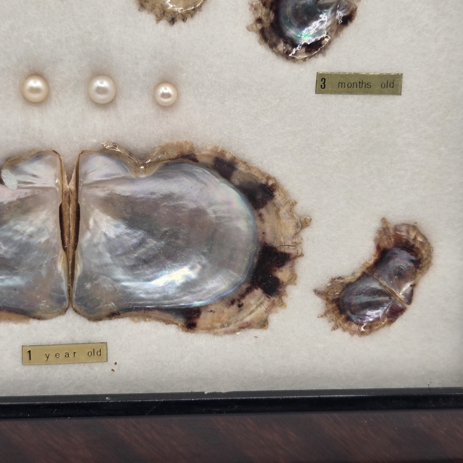 VINTAGE FRAMED CULTURED AKOYA PEARLS & SHELLS JAPANESE OYSTER GROWTH DISPLAY